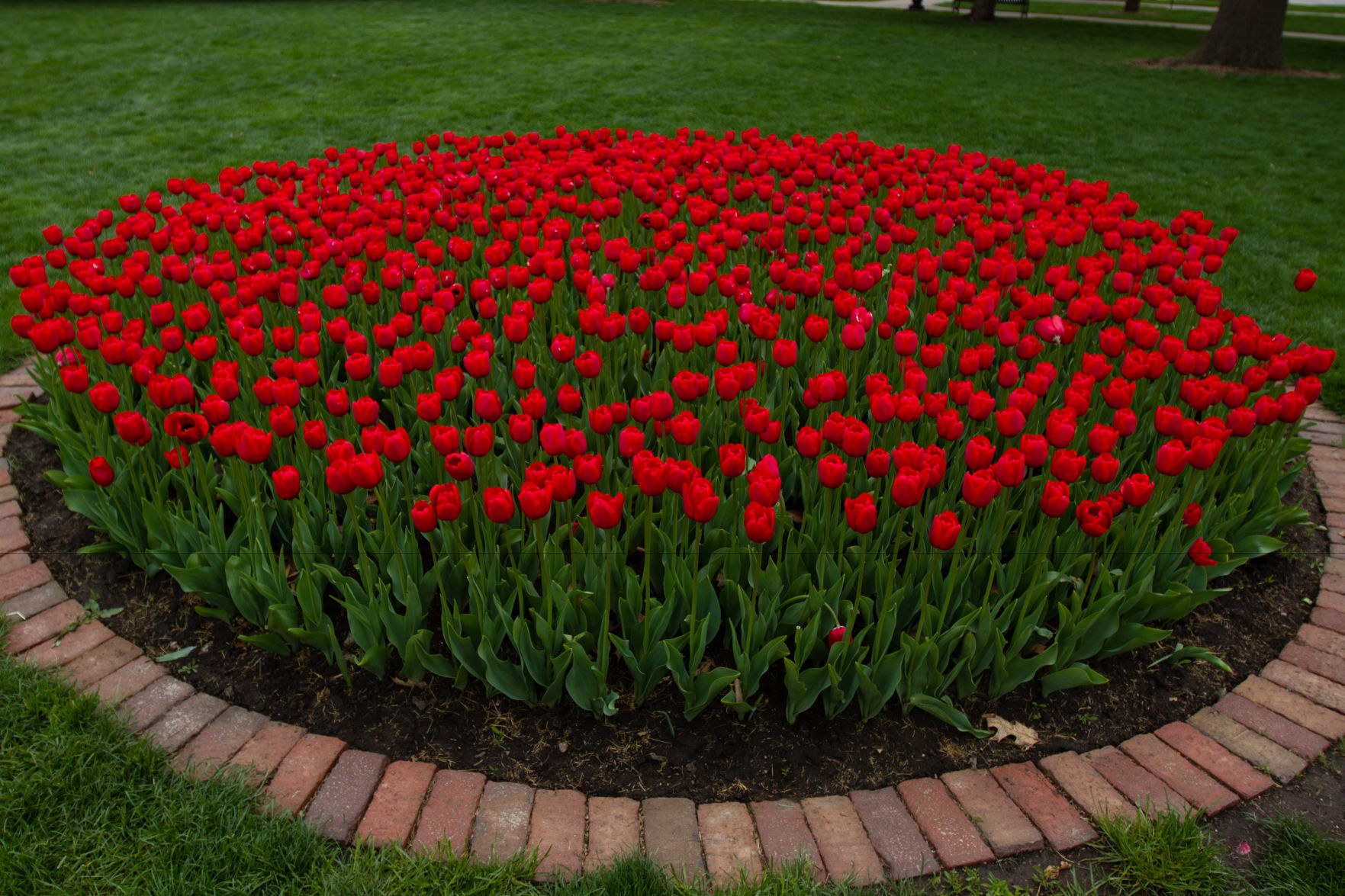 84th ANNUAL TULIP TIME